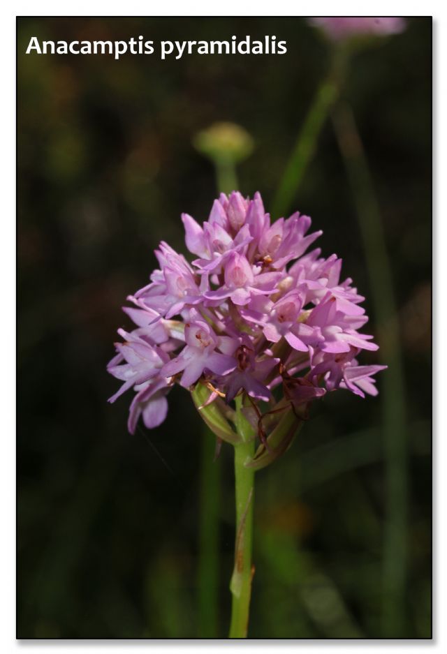 Orchidee di luglio al confine tra Toscana ed Emilia